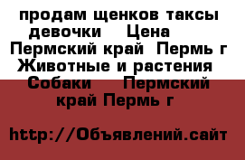 продам щенков таксы(девочки) › Цена ­ 2 - Пермский край, Пермь г. Животные и растения » Собаки   . Пермский край,Пермь г.